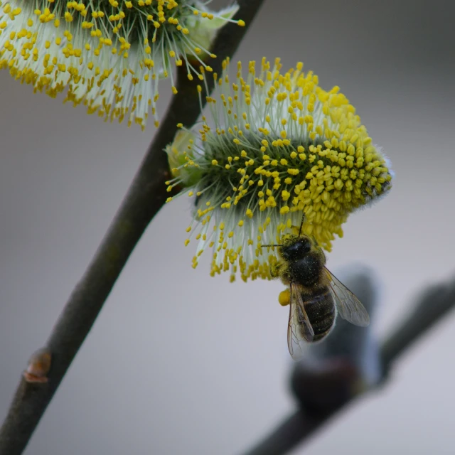 the bees are enjoying their time on the flower