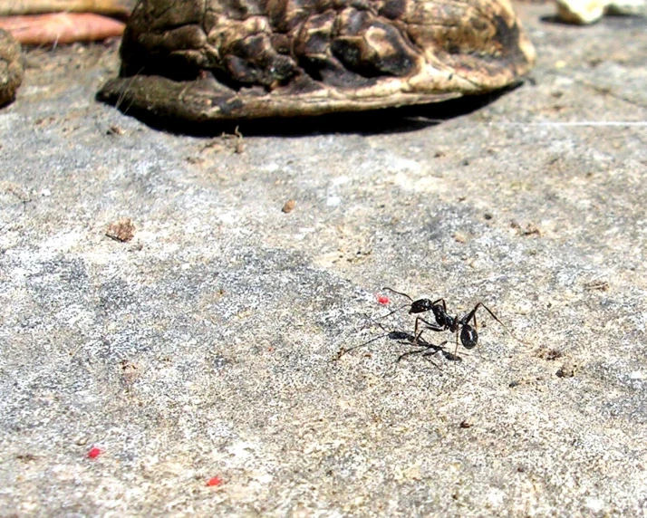 an antelope bug walking in front of a tortoise shell