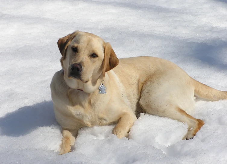 a large yellow dog laying on snow covered ground