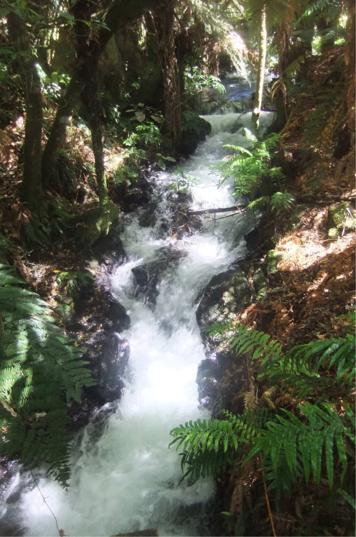 a river running through a lush green forest