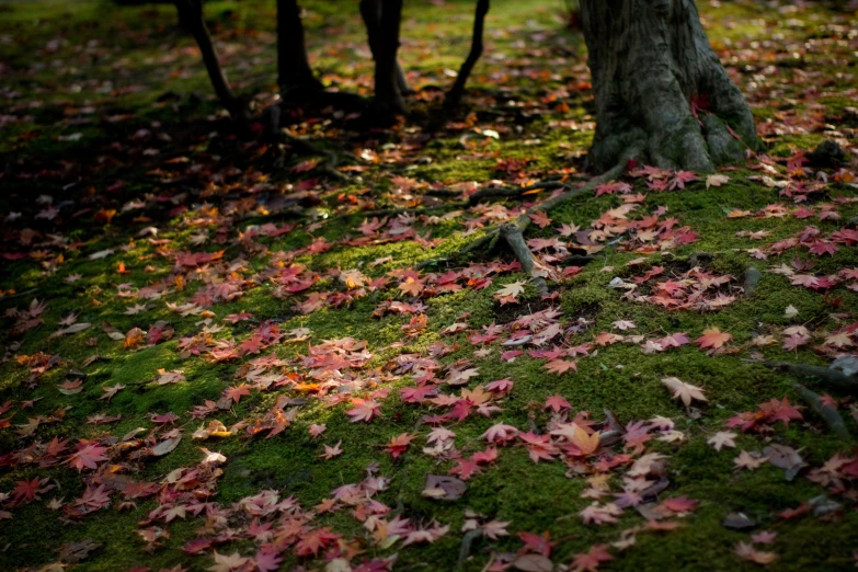 a close - up of a bunch of leaves on the ground