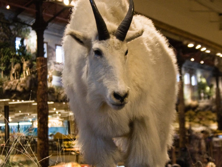 a stuffed animal goat that is displayed for display