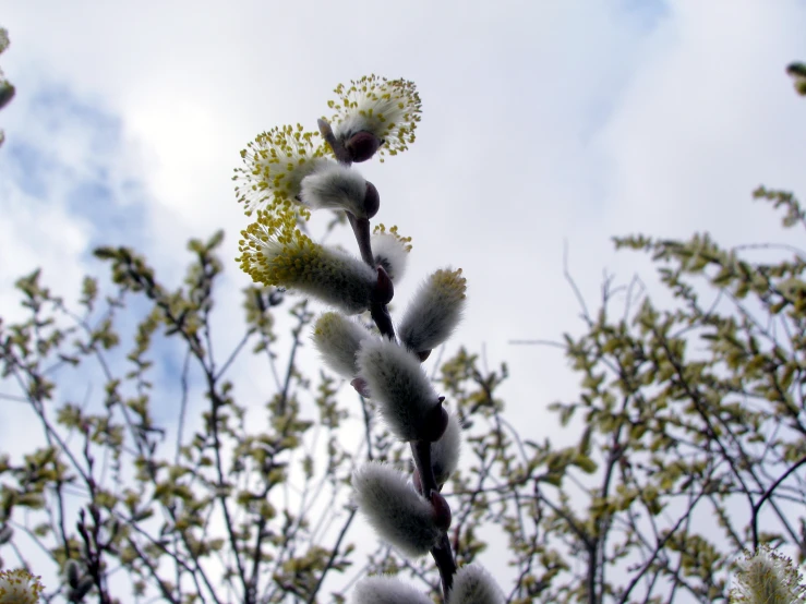 a flower with flowers and leaves on a stem