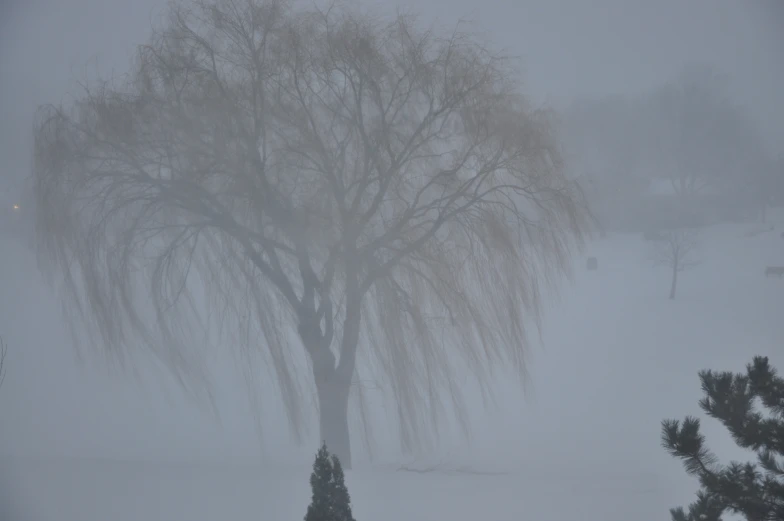 snow falling and a lone tree covered in snow