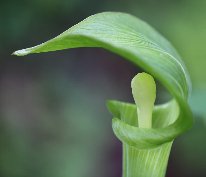 a plant that has a single green leaf