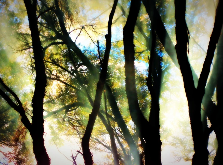 trees in the foreground are fog and sun rays