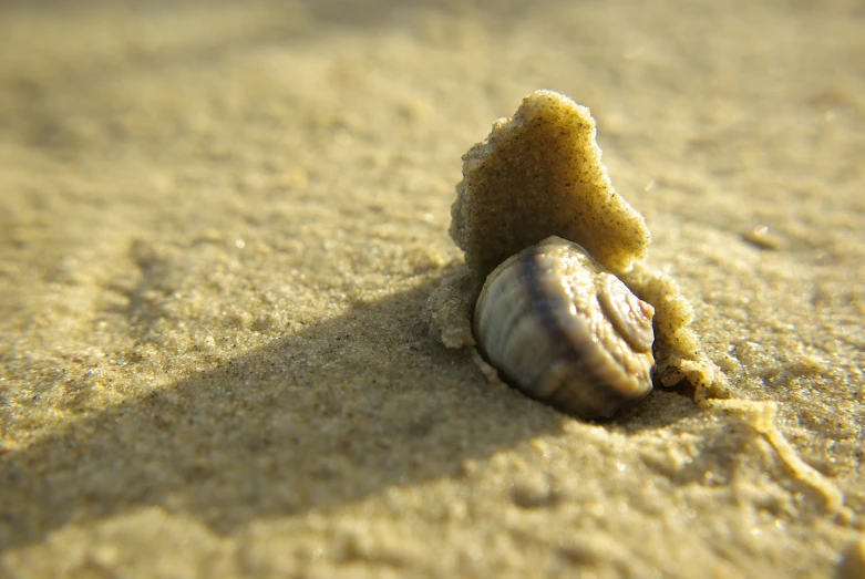 a shell lying on the sand and some rocks