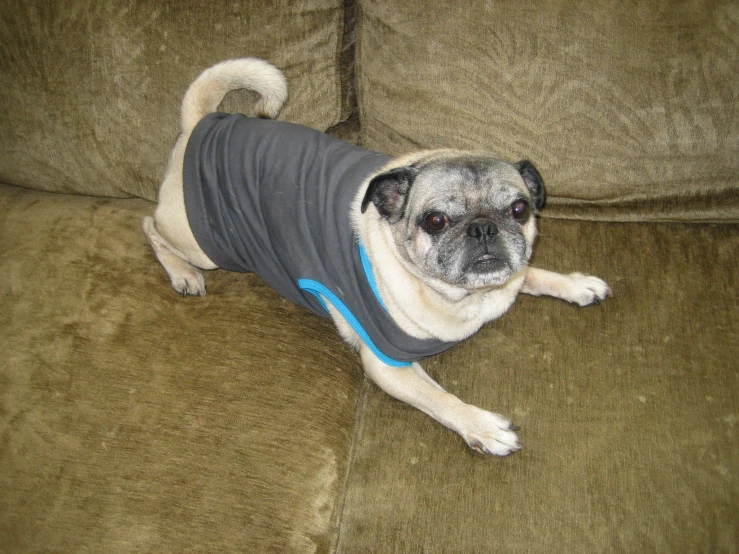 a dog wearing a t shirt on the sofa