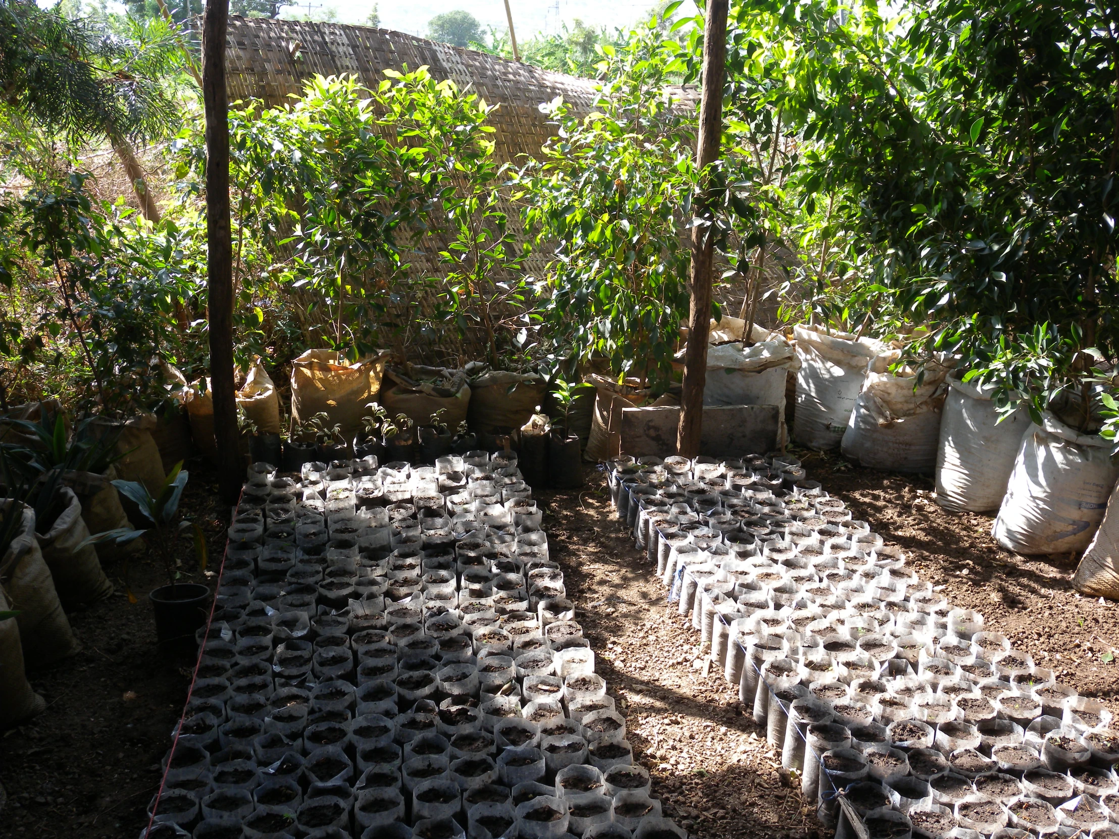 a set of potted plants with a long row of cups