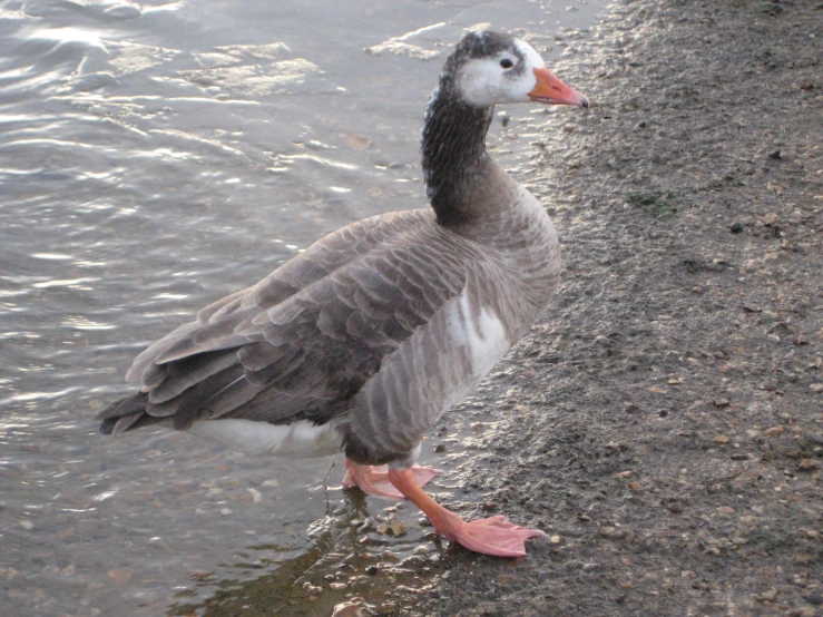 a grey goose stands in the water beside the edge of a river