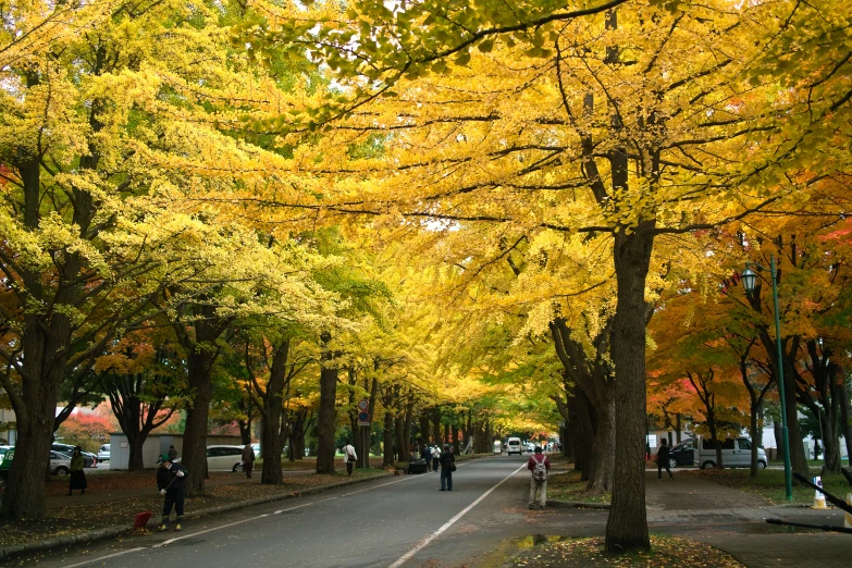 trees line a road lined with colorful foliage