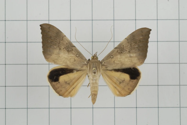 a small moths sitting on top of a tile floor