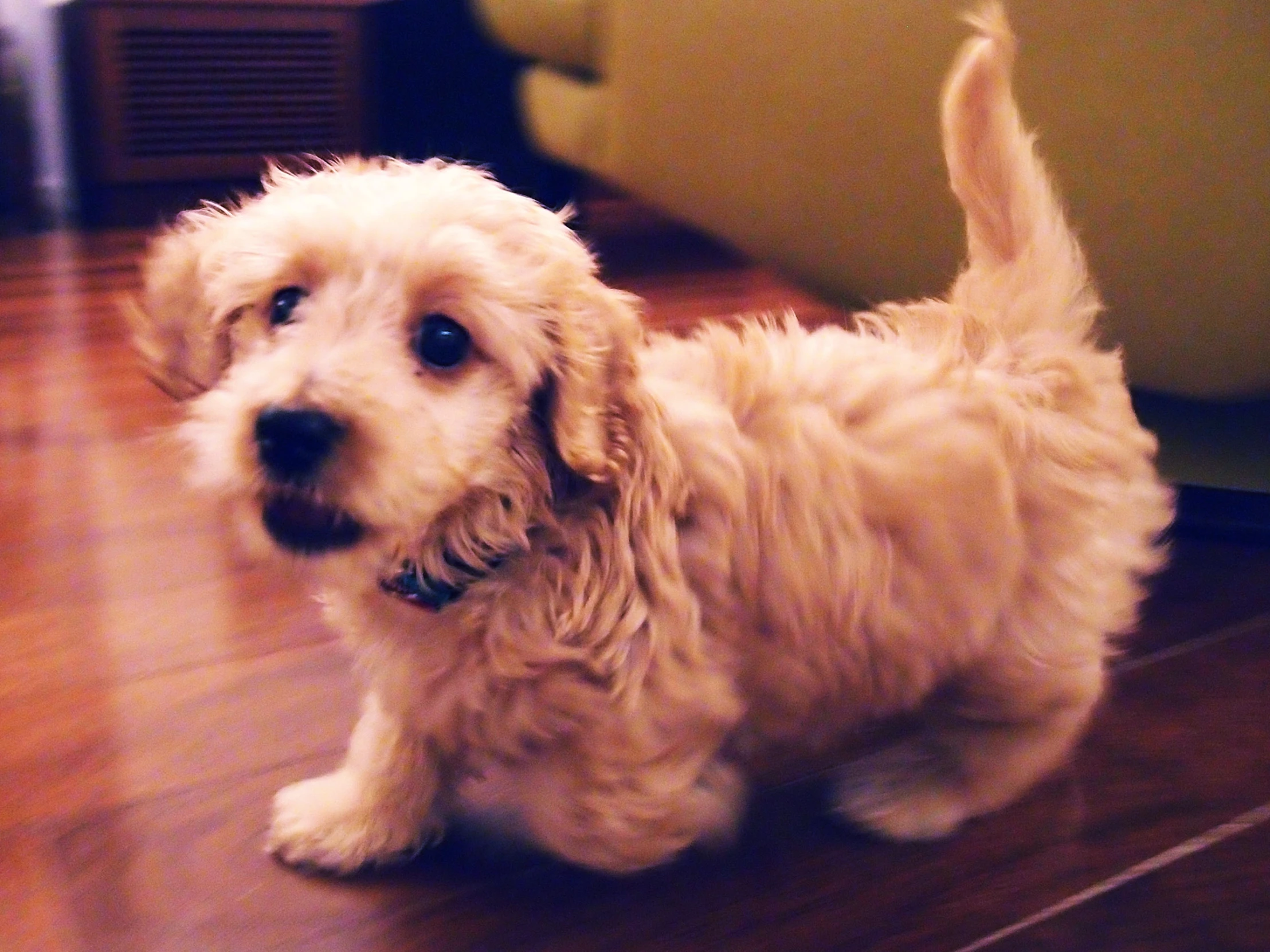 a small dog is sitting on the floor