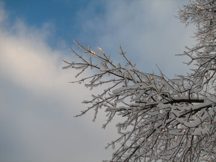 the nches of the tree have snow on them