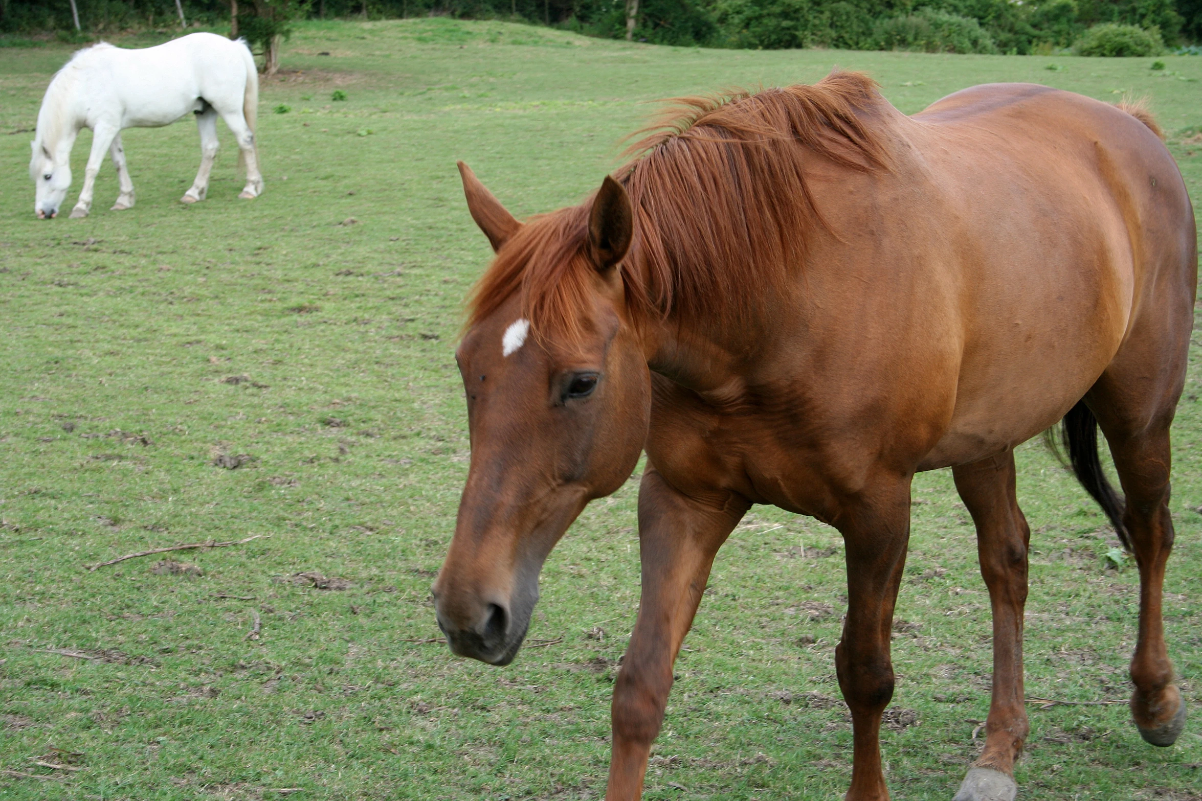 a brown horse is grazing on some grass