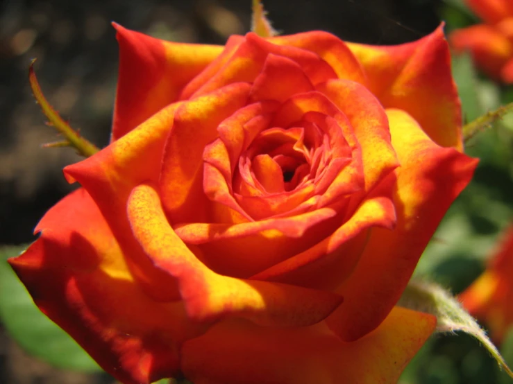 red and yellow flowers are blooming in the sunlight