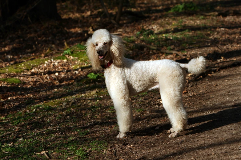 a white poodle stands in the sun outside