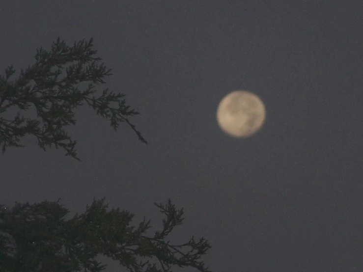 a full moon is seen in the sky above a tree