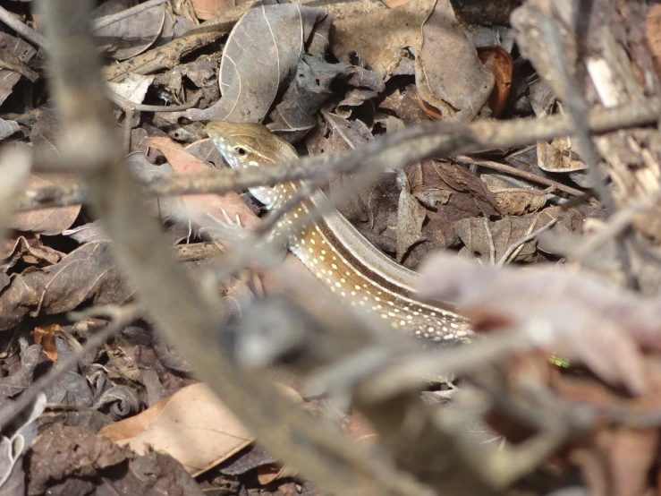 a lizard is walking around in the leaves