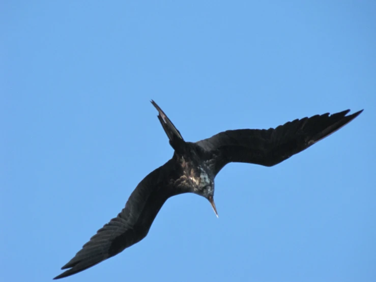 a bird flying high in the blue sky