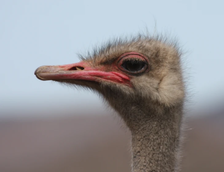 a closeup po of an ostrich's head