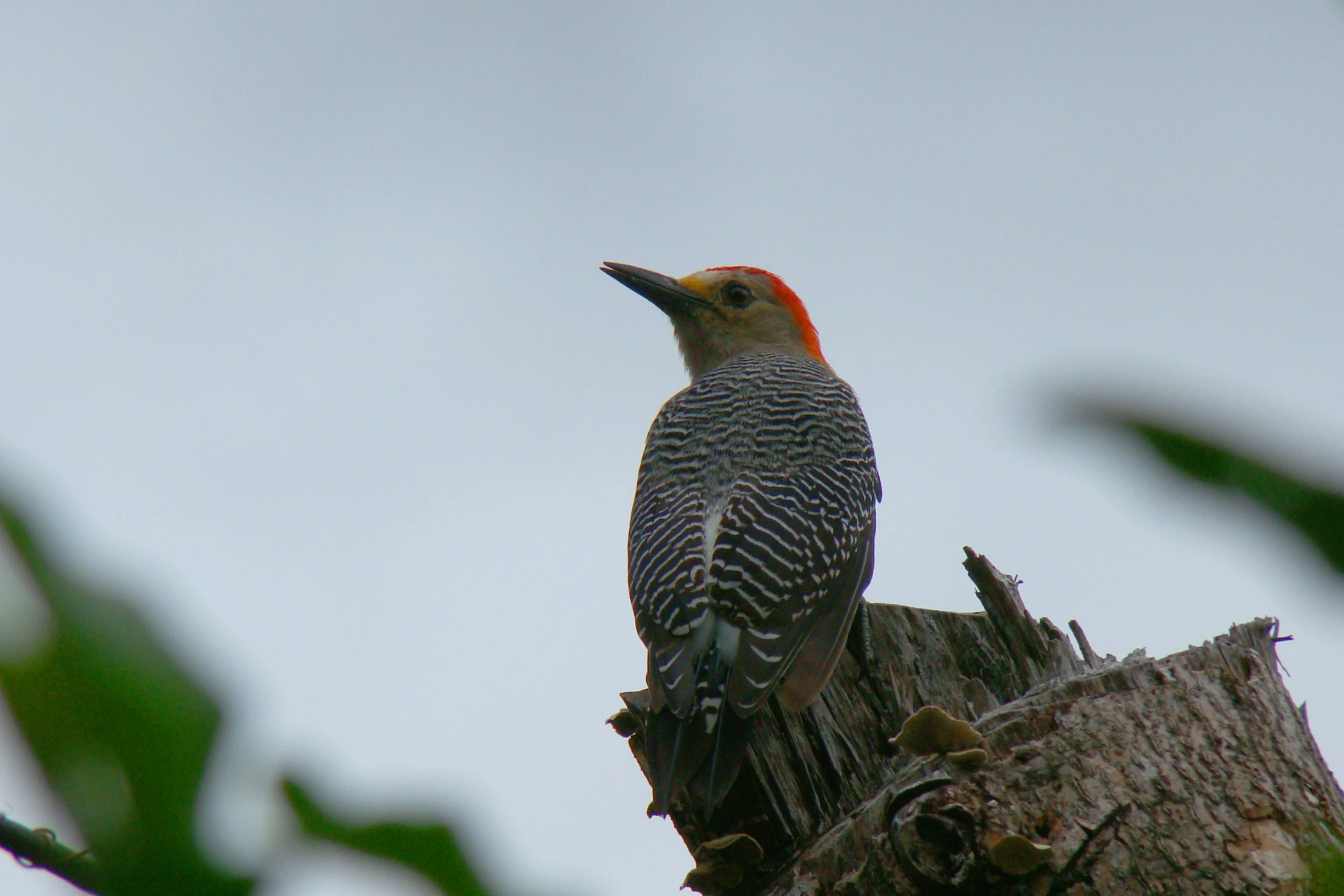 the small red - bellied bird is sitting on a tree