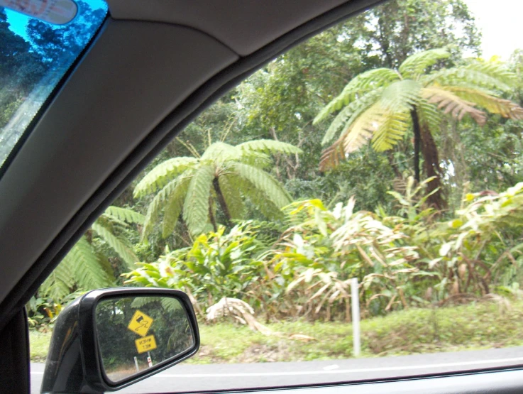 the view through the side mirror of a car at a lush green forest
