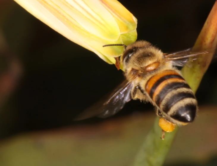 a bee is standing on the end of a flower