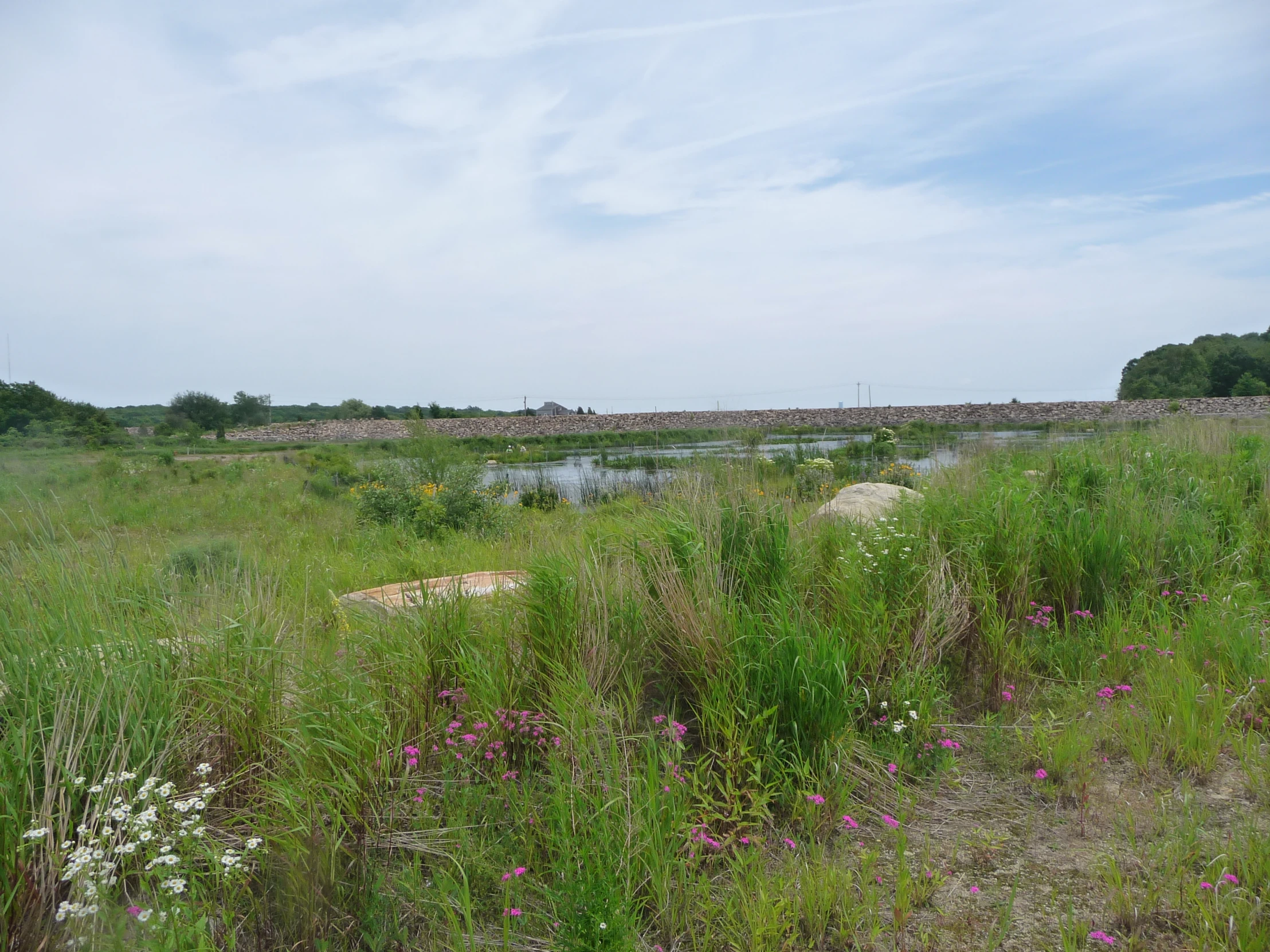 there are several flowers growing in the field