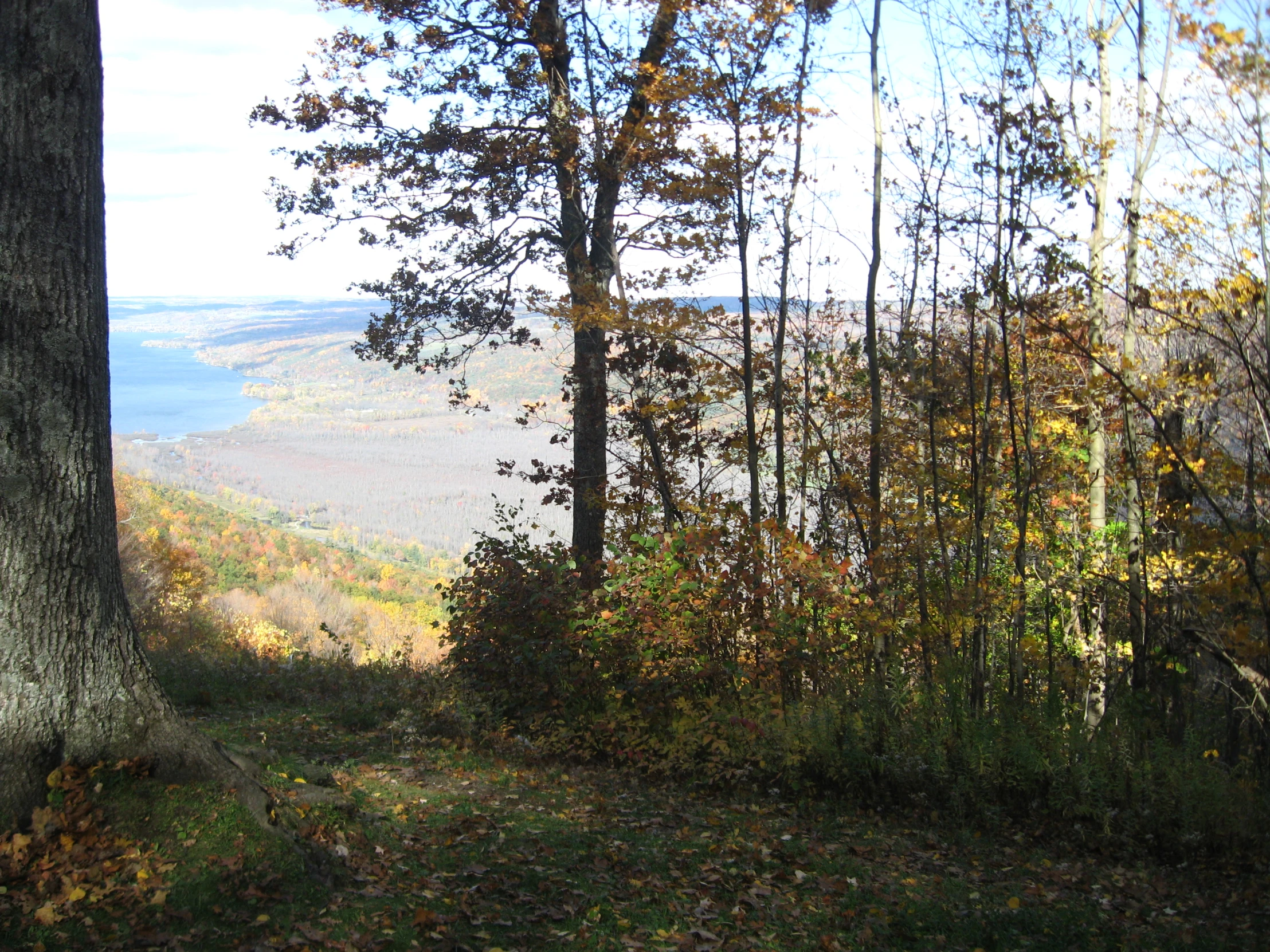 a forest area with trees and a hillside