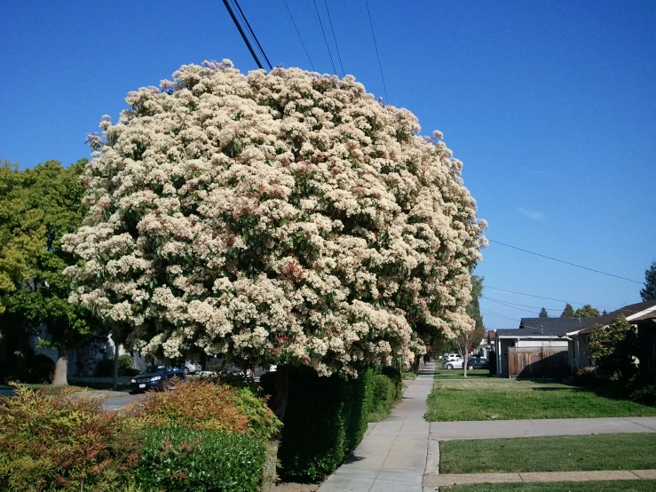 flowering tree near residential area in urban neighborhood