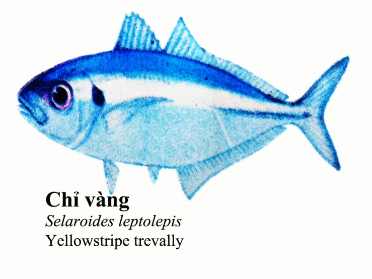a small blue and white fish with chinese writing