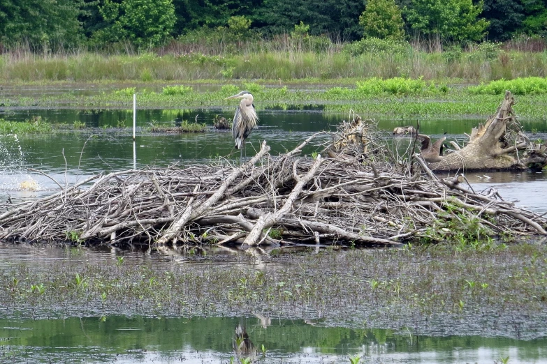 two birds standing on top of a pile of nches