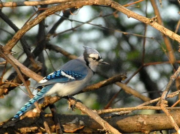 a blue jay is sitting on a nch