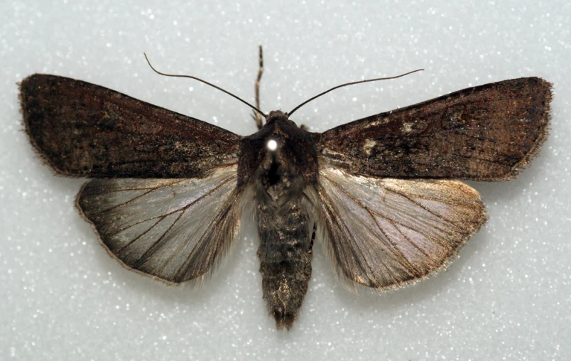 a dark brown erfly with white spots and a light gray body