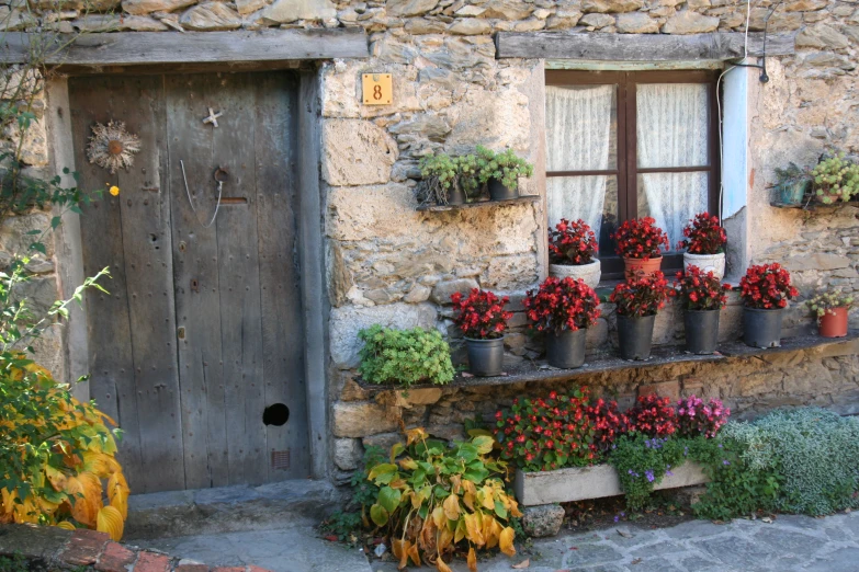 plants are lined up outside a house, near a wooden door