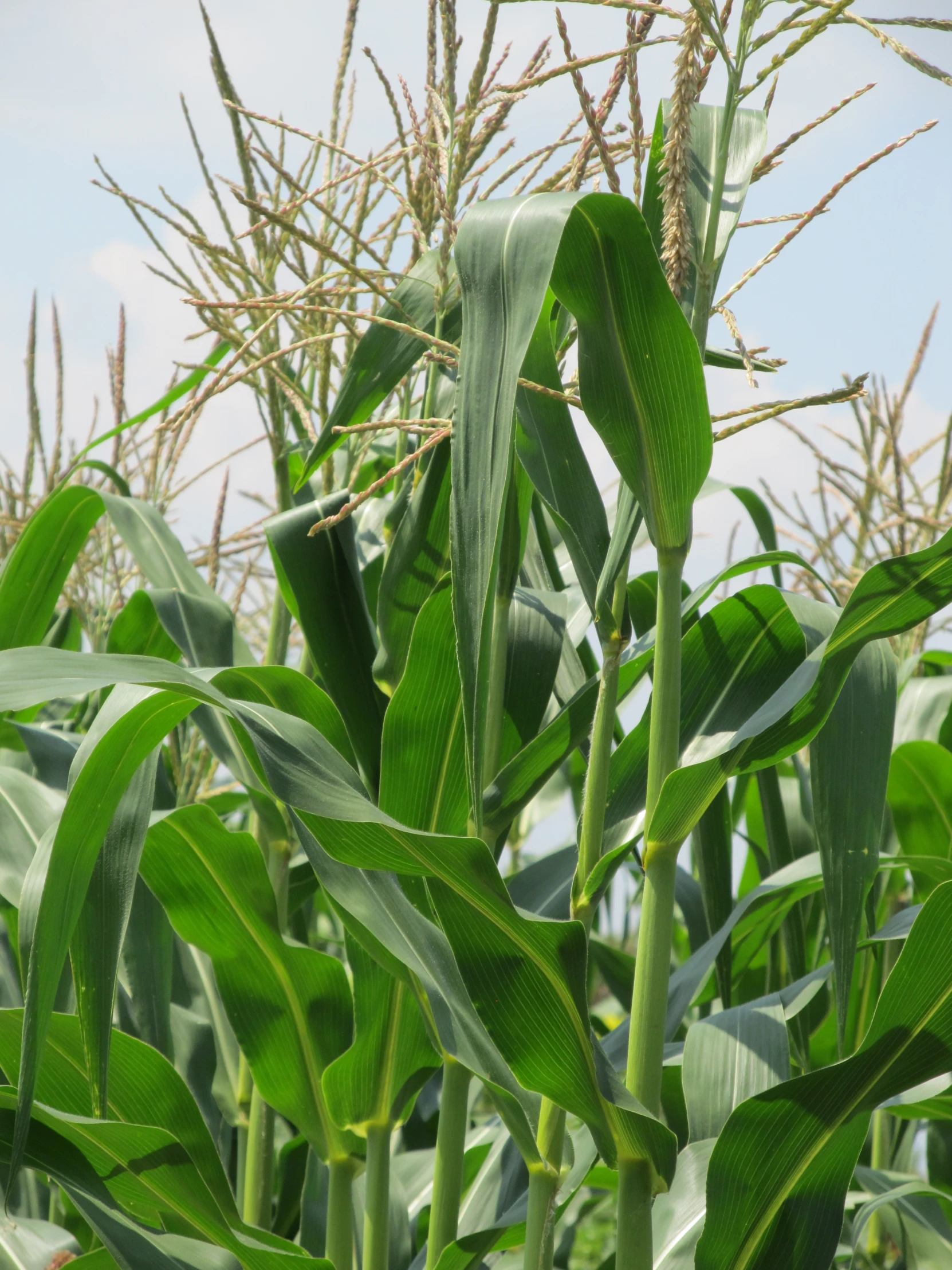 the leaves and stems of a corn cob are in focus