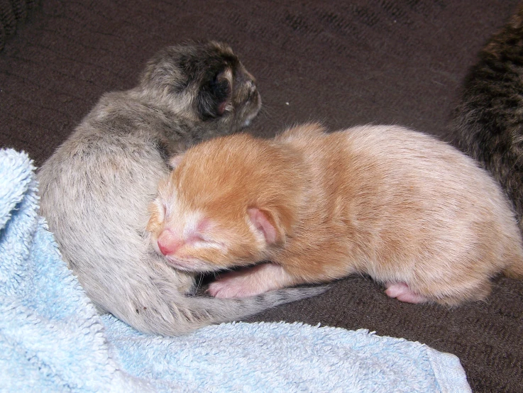 a baby cat curled up and sleeping in it's mother's belly