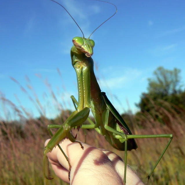 a person holding an insect in their hand