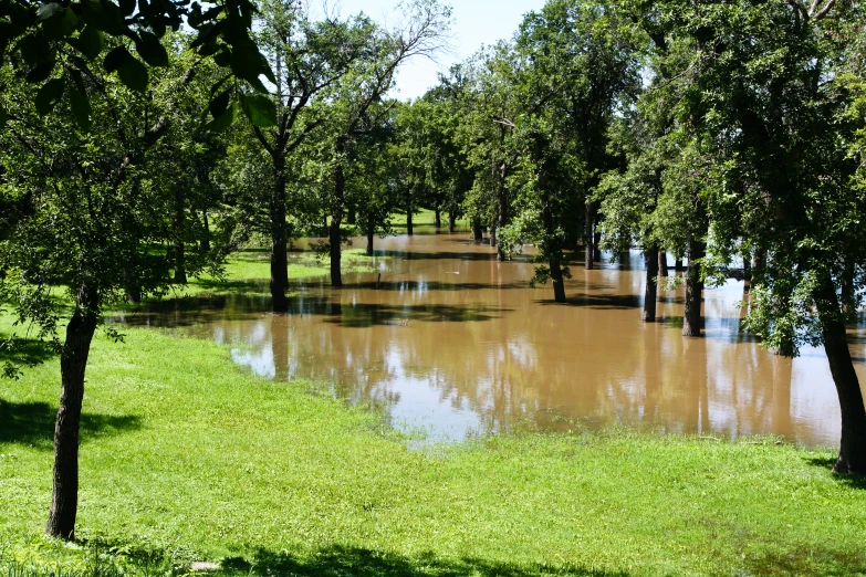 a large flooded area with lots of trees and a fire hydrant