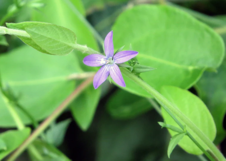 a purple flower is on a green stalk