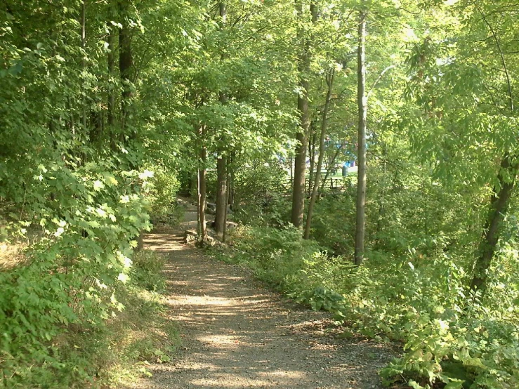 a gravel road in the middle of a forest