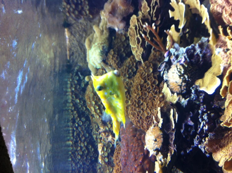 a fish swimming over a very large rock