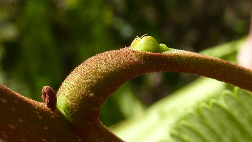 a flower bud of a leaf and it's shadow in the background