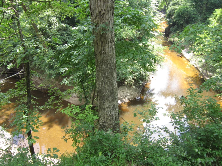 an area with some water and many trees