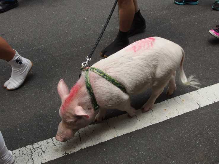 a pig with pink paint is tied to a white line