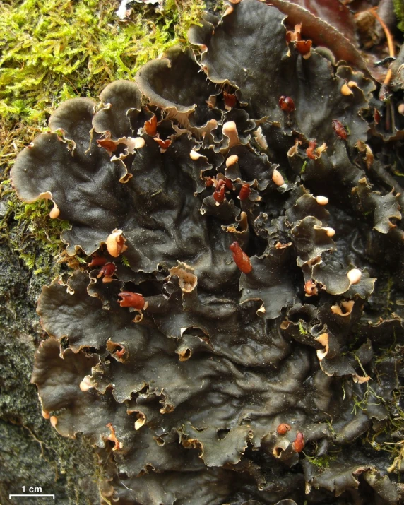 a bunch of strange looking plants growing out of some moss