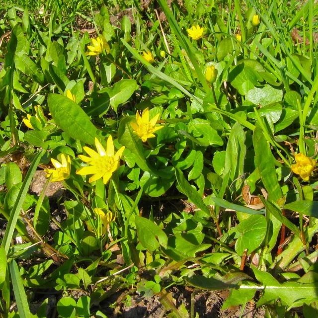 a couple of yellow flowers that are in the grass