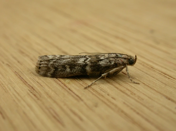 there is a small moth sitting on a wooden surface