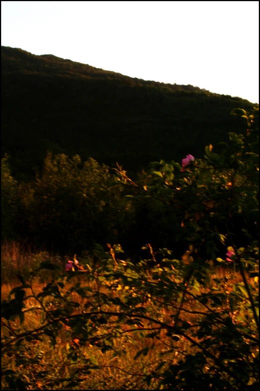 the sun shines on the hillside of a wooded area